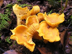 Chanterelle_Cantharellus_cibarius